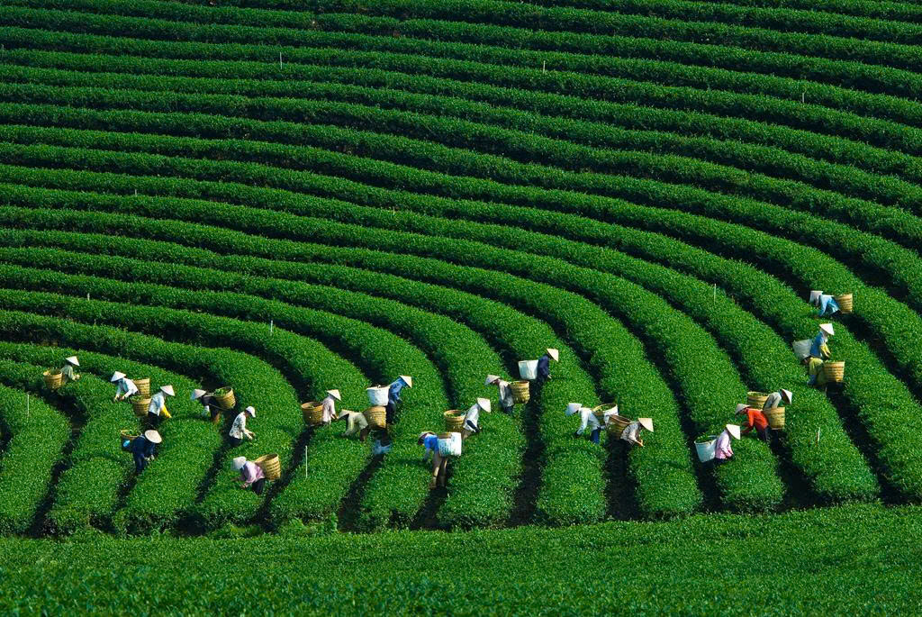 🌱 SỨ MỆNH