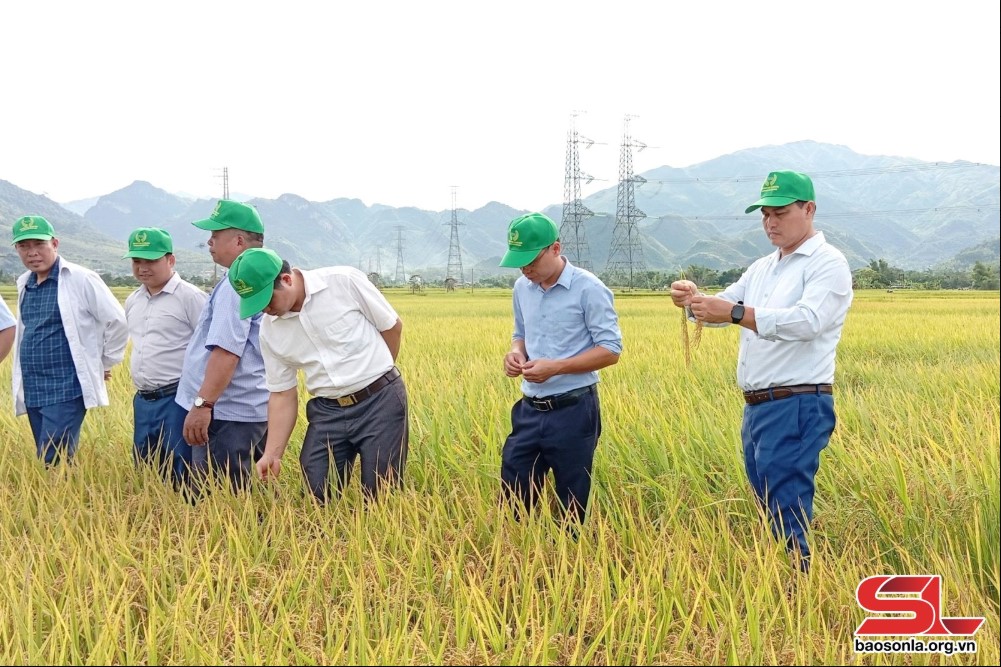 Giới thiệu